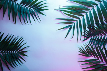 Fototapeta na wymiar Tropical and palm leaves in vibrant bold gradient holographic neon colors , background.