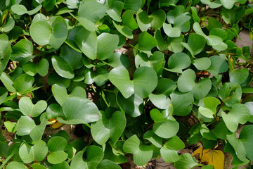 Fresh green common water hyacinth leaves spreading on beach