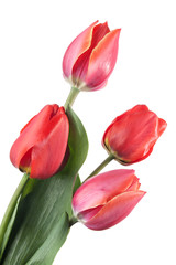 Four red tulips isolated on a white background
