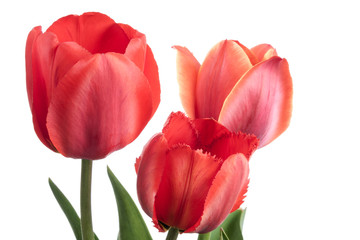 Fototapeta premium Three red tulips isolated on a white background