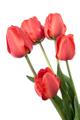 Five red tulips isolated on a white background