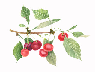 Branch of cerry with green leaves and berries