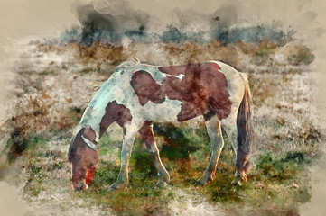 Watercolour painting of Close up of brown and white New Forest pony horse at sunrise in warm sun
