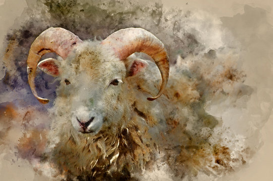 Watercolour painting of Southdown sheep ram on farm