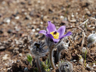 Anémone pulsatille ou étoile du printemps (Anemone pulsatilla)