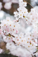 サクラ桜−２