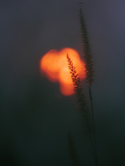 Abstract of defocused Grass flower,  Inspirational nature background