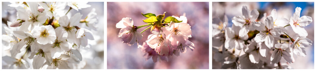 Triptychon Kirschbaum Blüten im Frühling