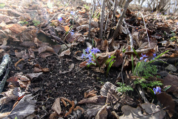 Close up of flowering Scilla siberica (Siberian squill or wood squill)
