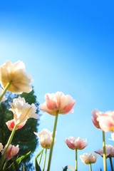 White and pink tulips on the background of blue sky and green grass close-up.