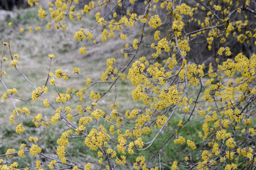 small yellow flowers on a bush. Background with small yellow flowers