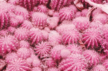 Many cactus plants of pink color, toned image
