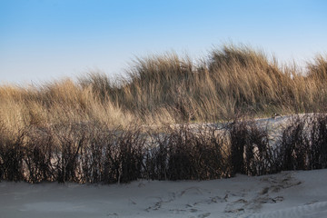In the Dunes of Langeoog
