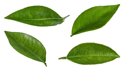 Green leaf isolated on white background with clipping path