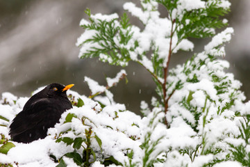 Amselmännchen macht Pause im Schnee