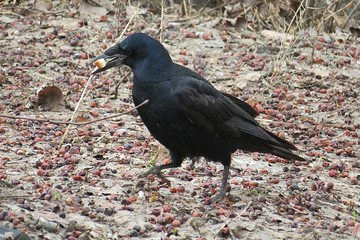 Black european crow, closeup