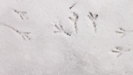 bird tracks in the snowbird tracks in the snow in spring