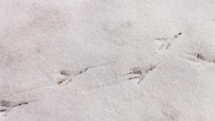 bird tracks in the snowbird tracks in the snow in spring