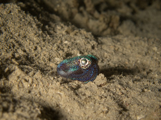Cute bobtail squid on sand at night underwater