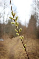 Willow catkins in spring and a path blurred in the background.