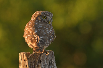 Little owl at stump