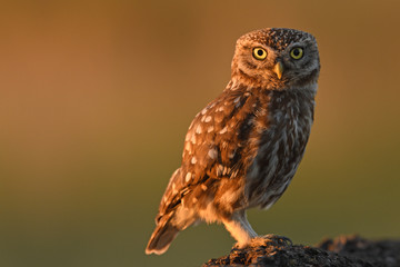 Little owl