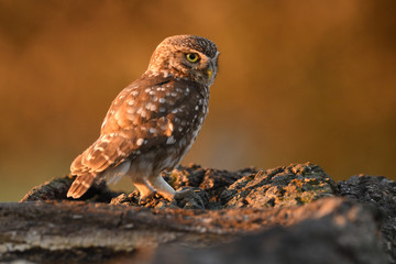 Little owl
