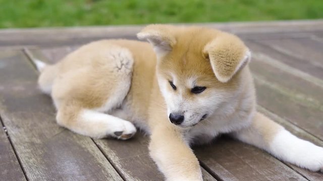 Akita inu puppy dog scratching itself on terrace
