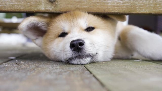 Akita Inu puppy sleeping under a table on a wooden terrace