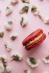 Composition of delicious macaroon and white flowers– stock image