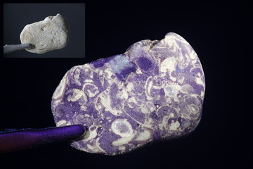 Fluorescent fossils photographed in ultraviolet light (365 nm).  Smaller image showing same sample in normal daylight. © Henri Koskinen
