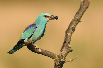 Obraz premium European roller caught bee