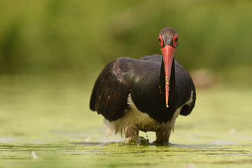Black stork