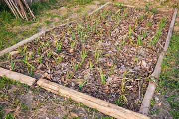 Young green garlic sprouts  in the garden