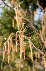  Hazel catkins on branches in spring