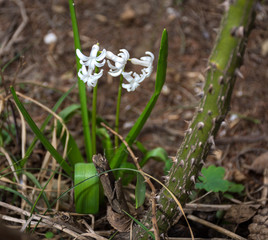 Close up of  white Hyacinth flower