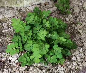 Young leaves of the plant celandine ((lat. Chelidonium) in the garden