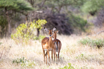 Some antelopes in the grass landscape of Kenya