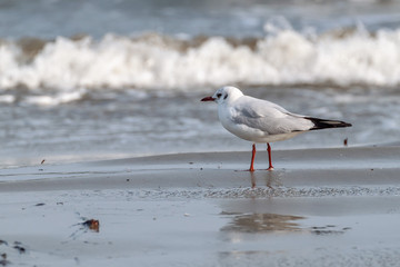 seagulls on beach sand