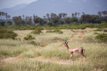 Some antelopes in the grass landscape of Kenya