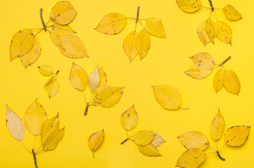 Autumn background, yellow leaves.