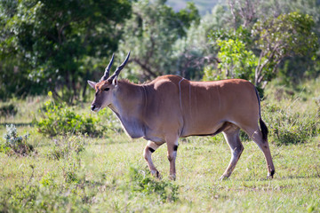 Some antelopes in the grass landscape of Kenya