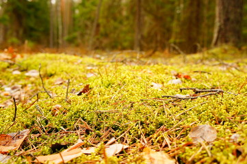 Moss in the forest. Swamp moss and grass closeup.