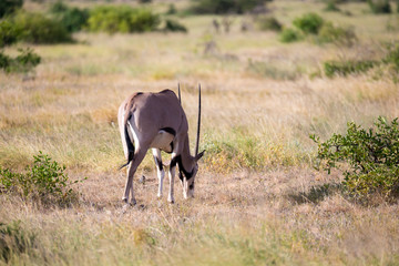 Some antelopes in the grass landscape of Kenya