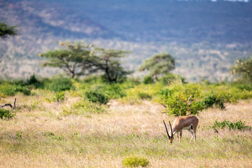Fototapeta na wymiar Some antelopes in the grass landscape of Kenya