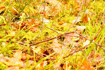 Autumn forest. Yellow leaves, dry grass, beautiful trees.
