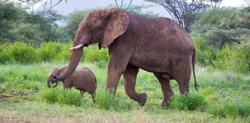 Fototapeta na wymiar Elephants walk among the trees and shrubs