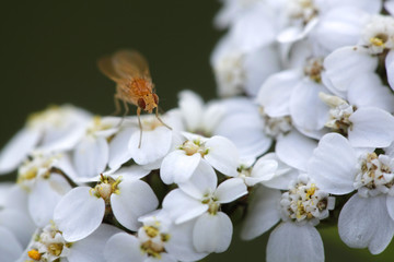 Tiny orange fly, Meiosimyza acalyptrate, resting on yarrow