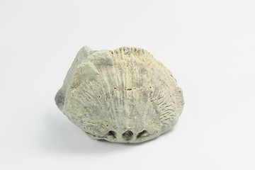 Silurian Brachiopod fossil from Saarenmaa Estonia