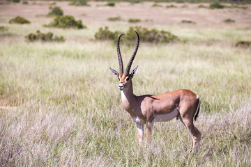 Some antelopes in the grass landscape of Kenya